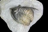 Diademaproetus Trilobite - Multi-Colored Shell #92925-1